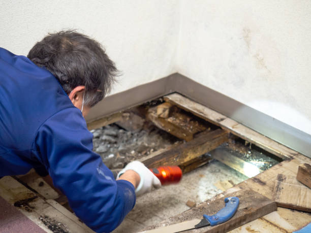 Best Post-Remediation Services in New Brighton, MN