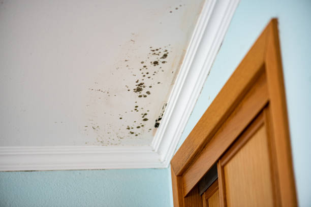 Best Emergency Mold Remediation in New Brighton, MN