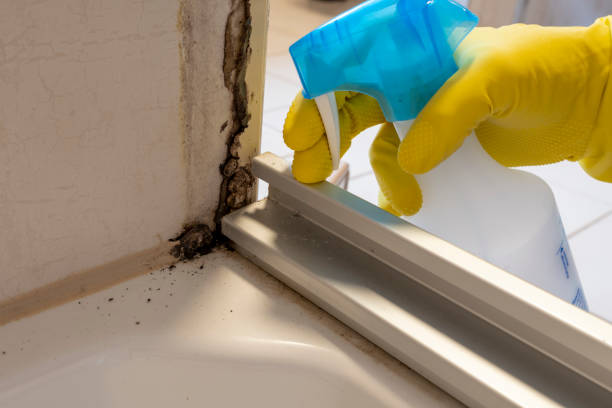 Best Mold Remediation for Schools in New Brighton, MN