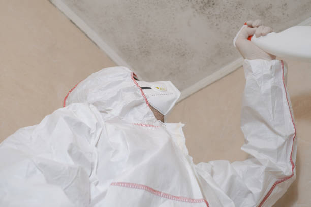 Best Insurance-Related Mold Remediation in New Brighton, MN