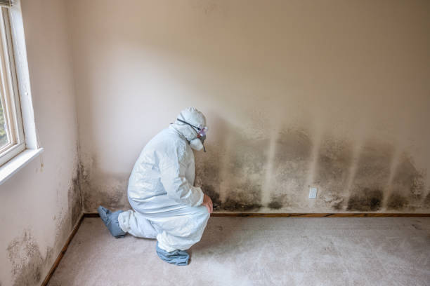 Best White Mold Remediation in New Brighton, MN