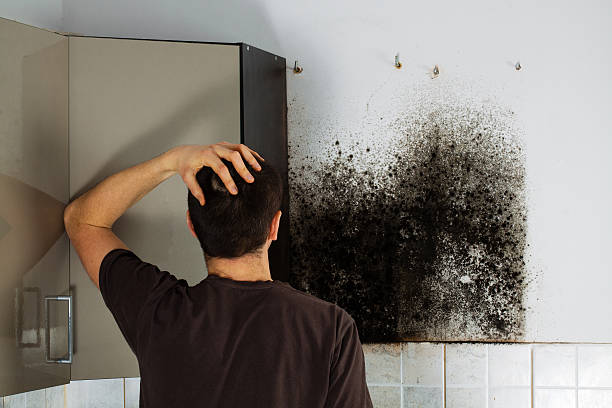 Best Bathroom Mold Remediation in New Brighton, MN