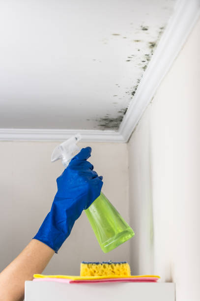 Best Crawl Space Mold Remediation in New Brighton, MN