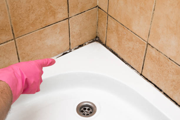 Best DIY Mold Remediation Support Services in New Brighton, MN
